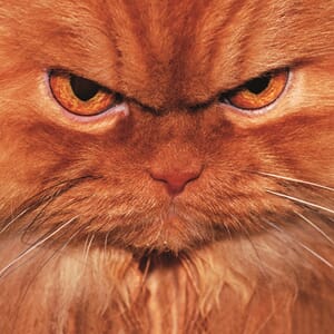 Kort 100x100, Mini Portfolio, Party Cats