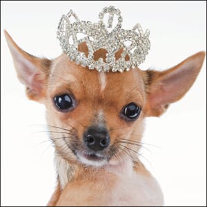 Kort 100x100, Mini Portfolio "Chihuahua Princess"