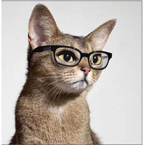 Kort 100x100, Mini Portfolio, katt m/briller