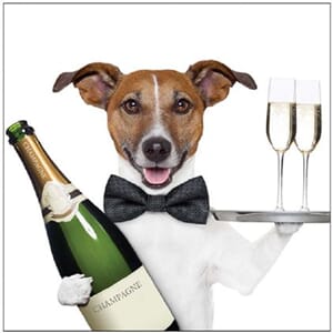 Kort 100x100, Mini Portfolio, hund & champagne