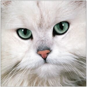 Kort 100x100, Mini Portfolio, Pretty Puss