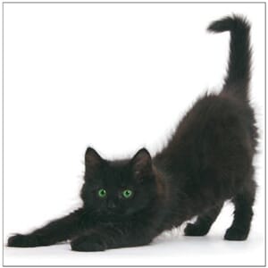 Kort 100x100, Mini Portfolio, Yoga Cat