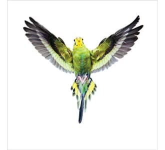 Kort 100x100, Mini Portfolio, Feathered Fancy