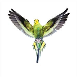 Kort 100x100, Mini Portfolio, Feathered Fancy