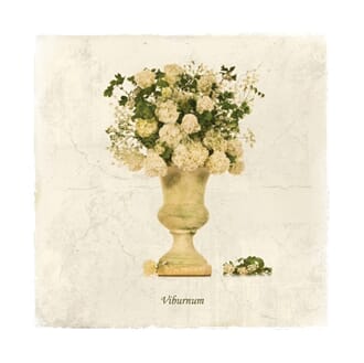 Doble kort 150x150, blomstermotiv, Viburnum