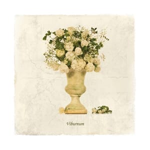 Doble kort 150x150, blomstermotiv, Viburnum