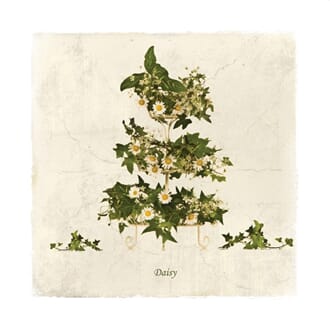 Doble kort 150x150, blomstermotiv, Daisy