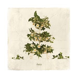 Doble kort 150x150, blomstermotiv, Daisy