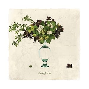 Doble kort 150x150, blomstermotiv, Elderflower