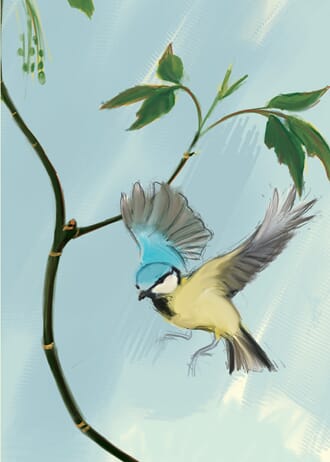 Dobbelt kort Two Bad Mice: Blue Tit with Acer