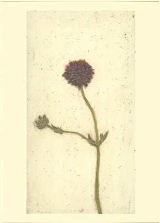 Kort Two Bad Mice: Red Scabious