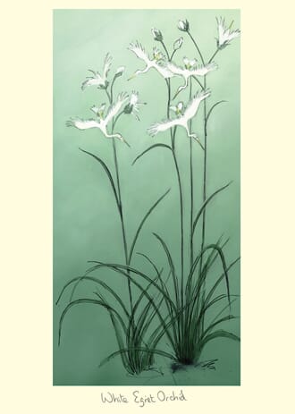 Kort Two Bad Mice: White Egret Orchid